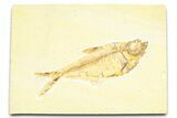 Detailed Fossil Fish (Diplomystus) - Wyoming #379320-1
